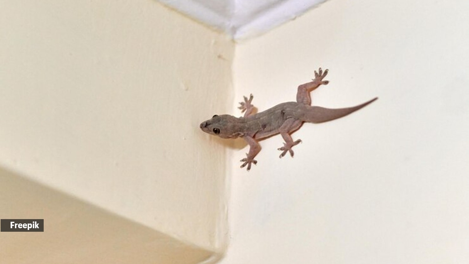 7 animals that live in your house rent-free