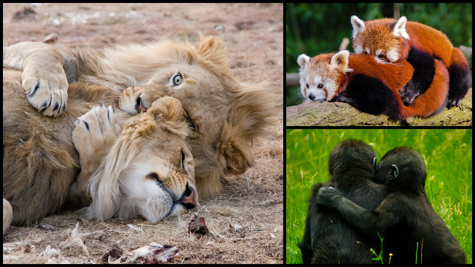 8 animals that hug each other to sleep