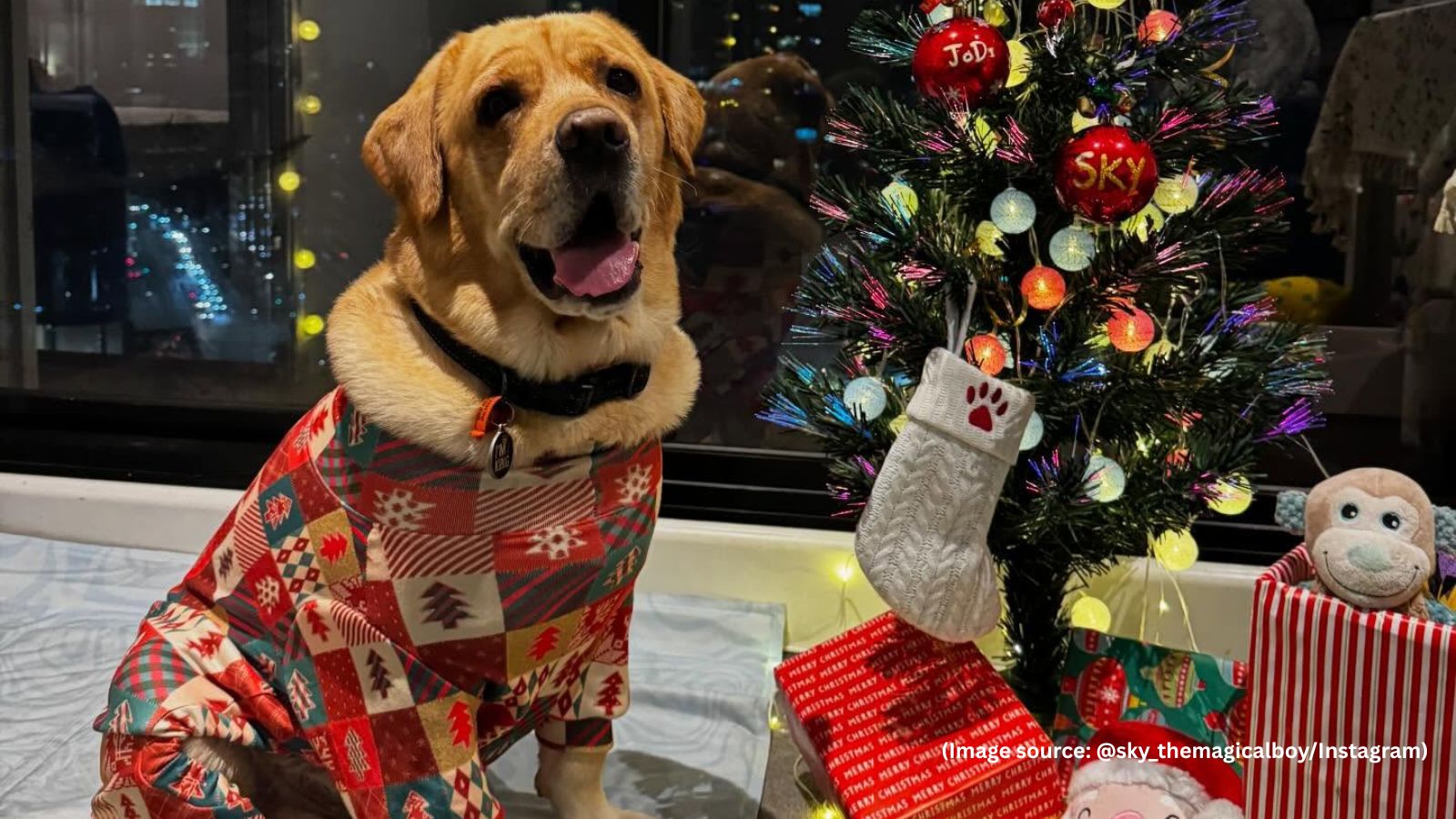 ‘Money is replaceable, love isn’t’: The emotional journey of a pet dog from Hyderabad to Australia