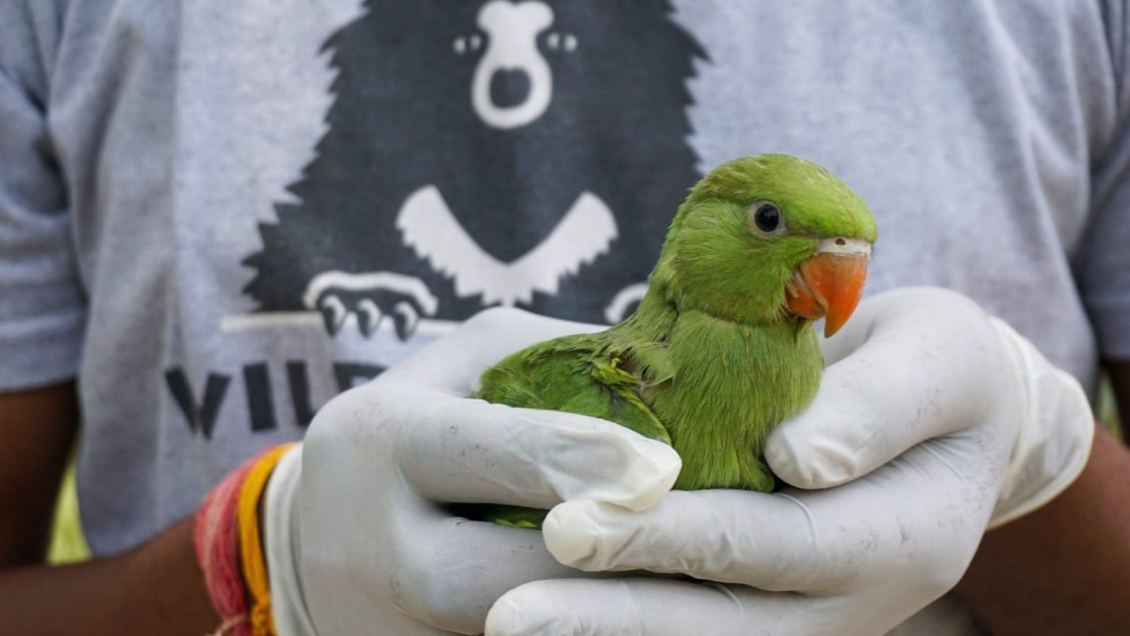 Chandigarh man booked for illegal possession of two Indian parakeets