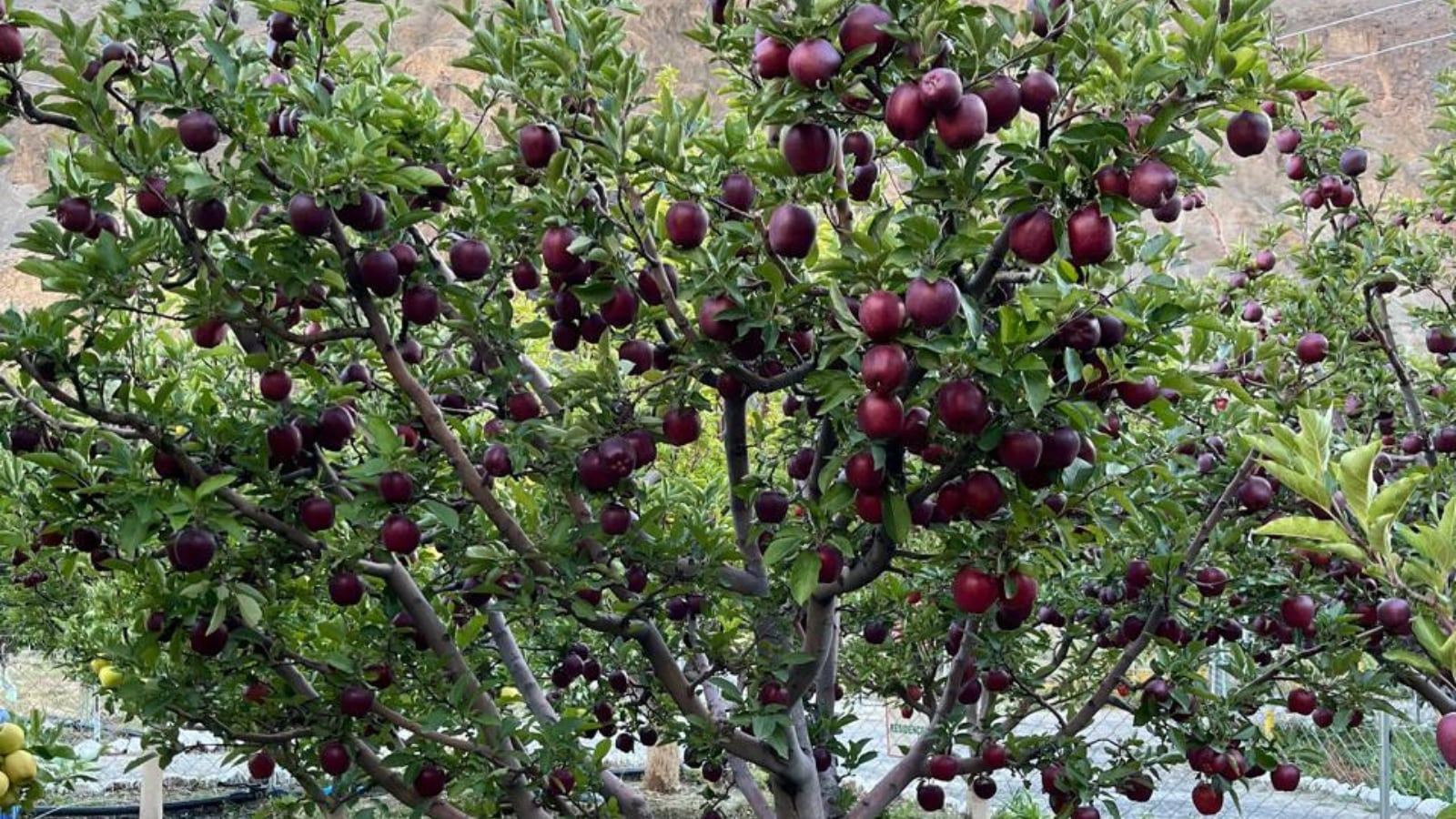 HP govt pushes for weather based crop insurance scheme