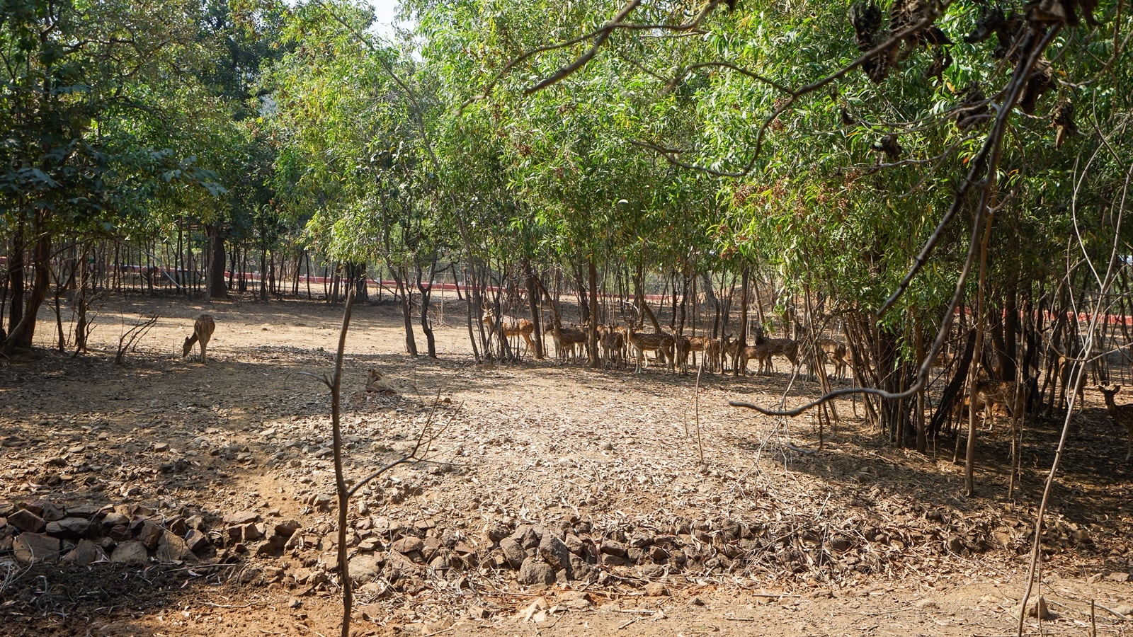 Having got a tiger, how Gujarat is ensuring it stays in state