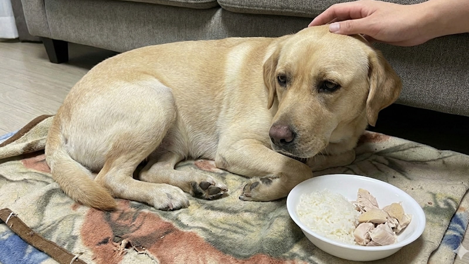 How your pet&rsquo;s gut health affects behaviour and aggression