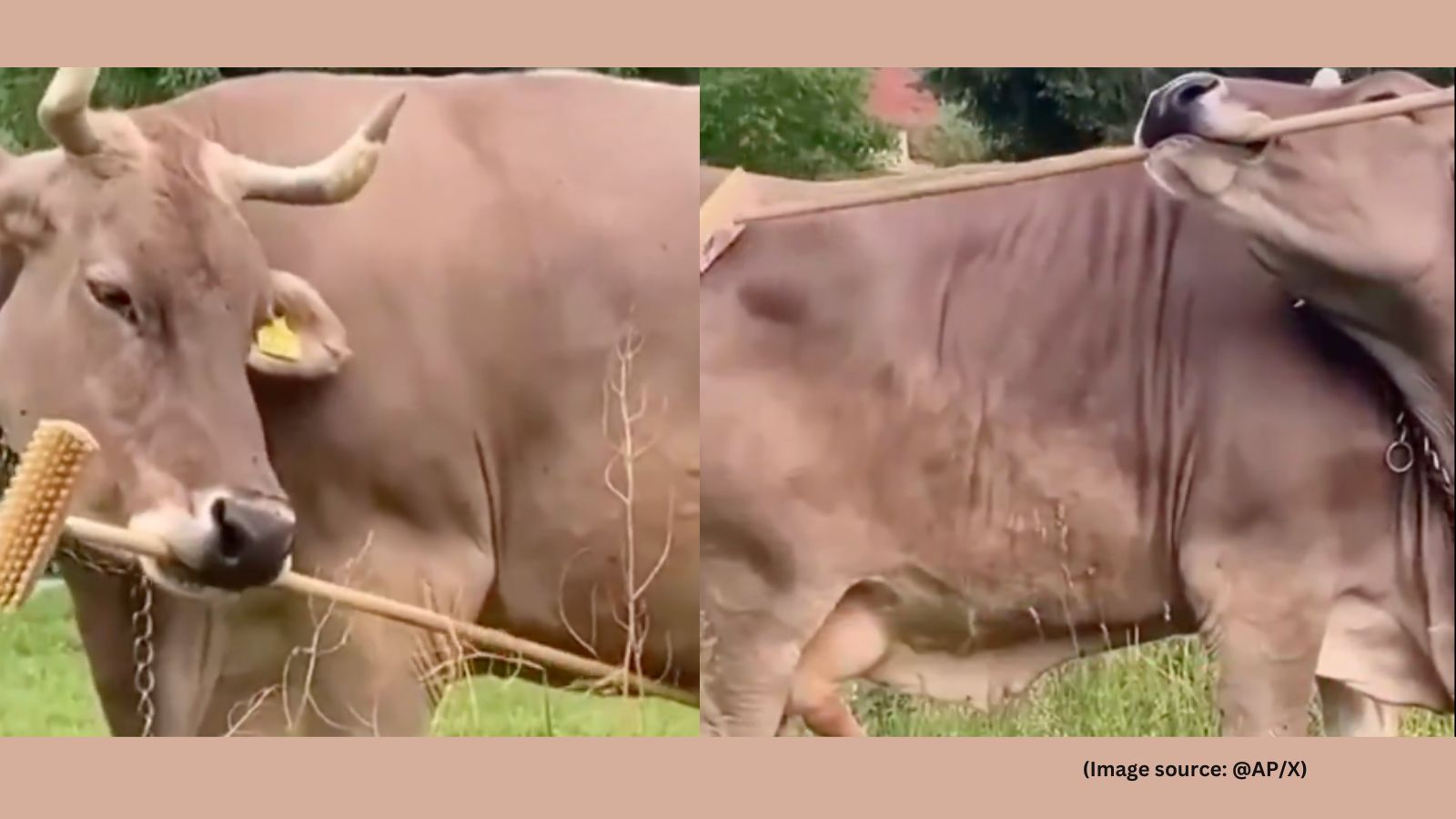 Meet Veronika, the cow that went viral for scratching herself with sticks and stunned scientists