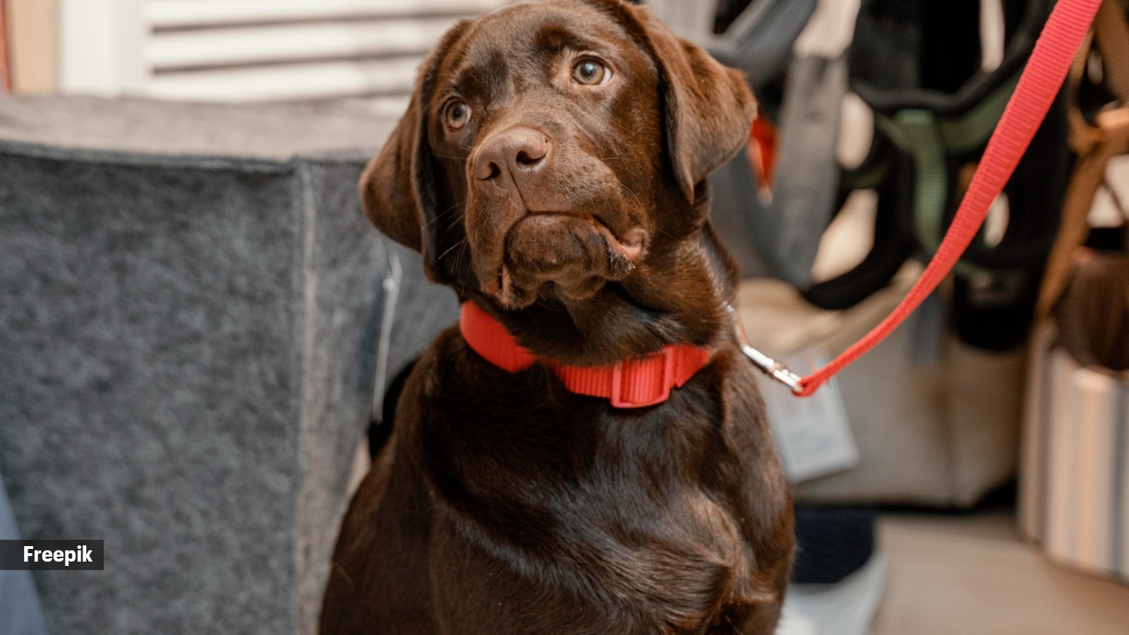 Over a year, aggressive campaign & deadline extensions but only 55 pc pet dogs registered in Ahmedabad city