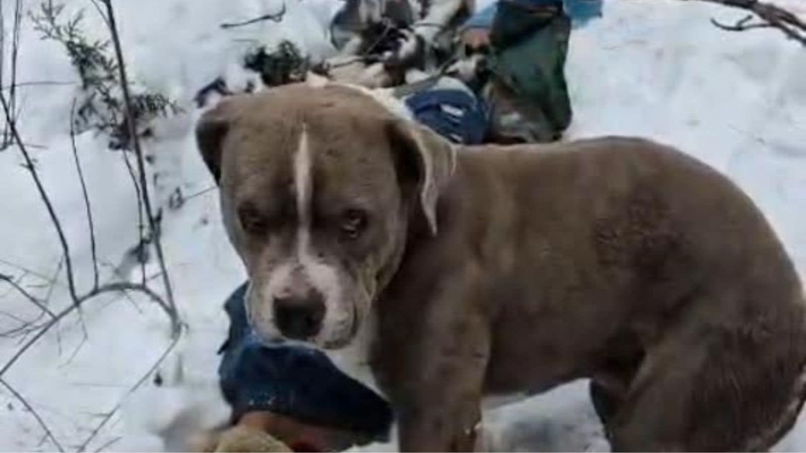 Pet dog guards teen&rsquo;s body for four days in Himachal&rsquo;s freezing snowfall