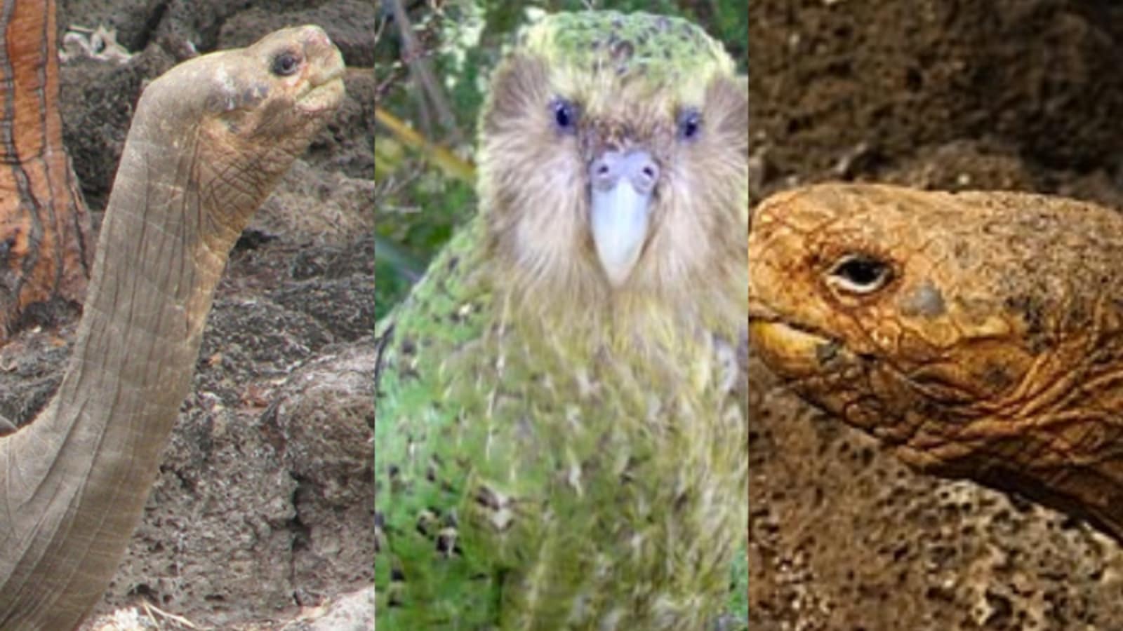 Some of the world&rsquo;s loneliest animals are…